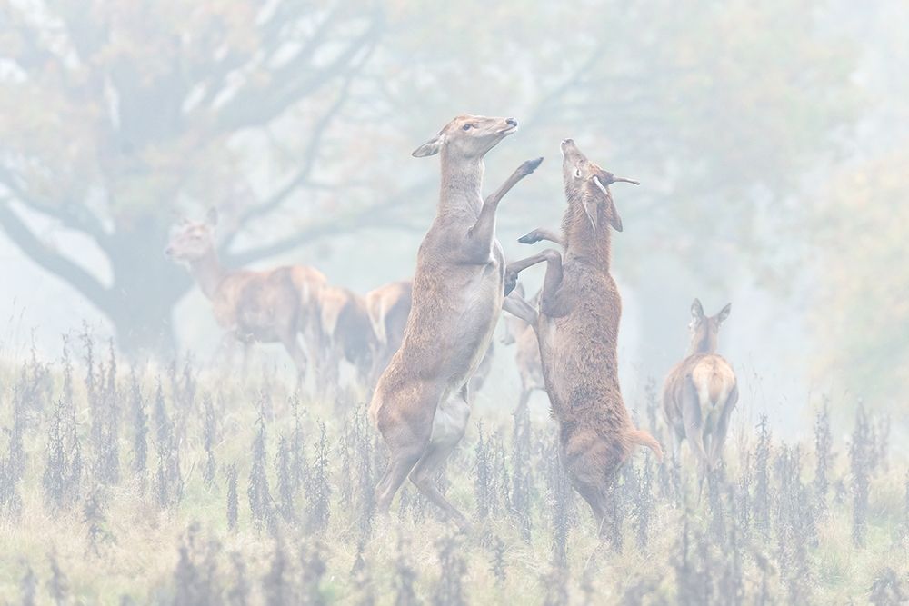 A Dance Of Autumn art print by Adrian Blaszczyk for $57.95 CAD
