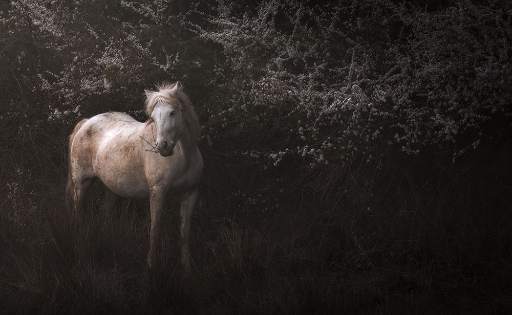 Shadowfax art print by Giovanni Venier for $57.95 CAD