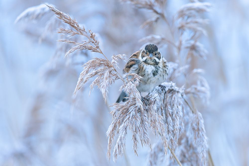 Reed Bunting art print by Adrian Blaszczyk for $57.95 CAD