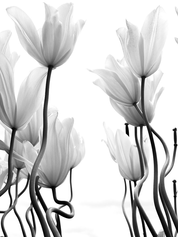 Tulips art print by Ivan Lesica for $57.95 CAD