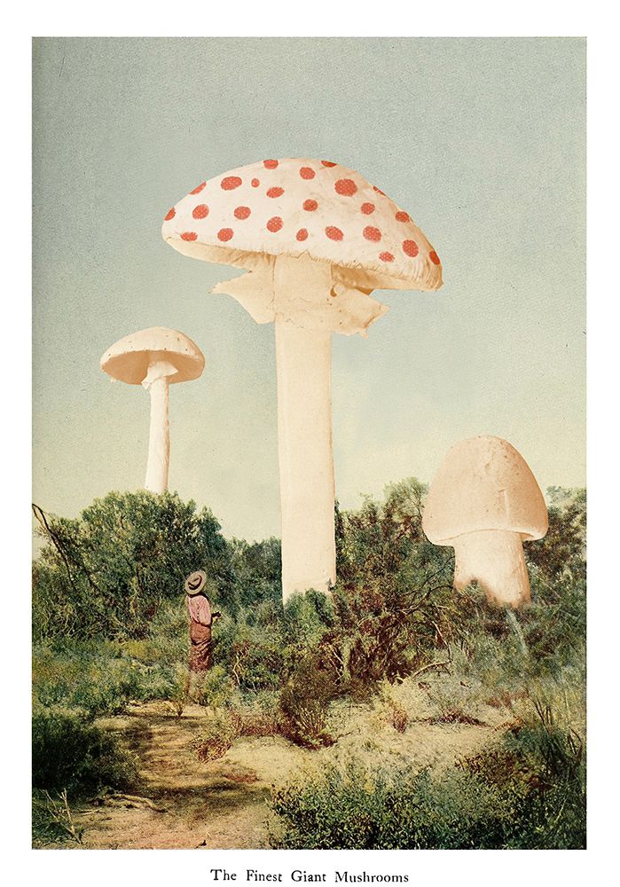 The Finest Giant Mushroom art print by Florent Bodart for $57.95 CAD