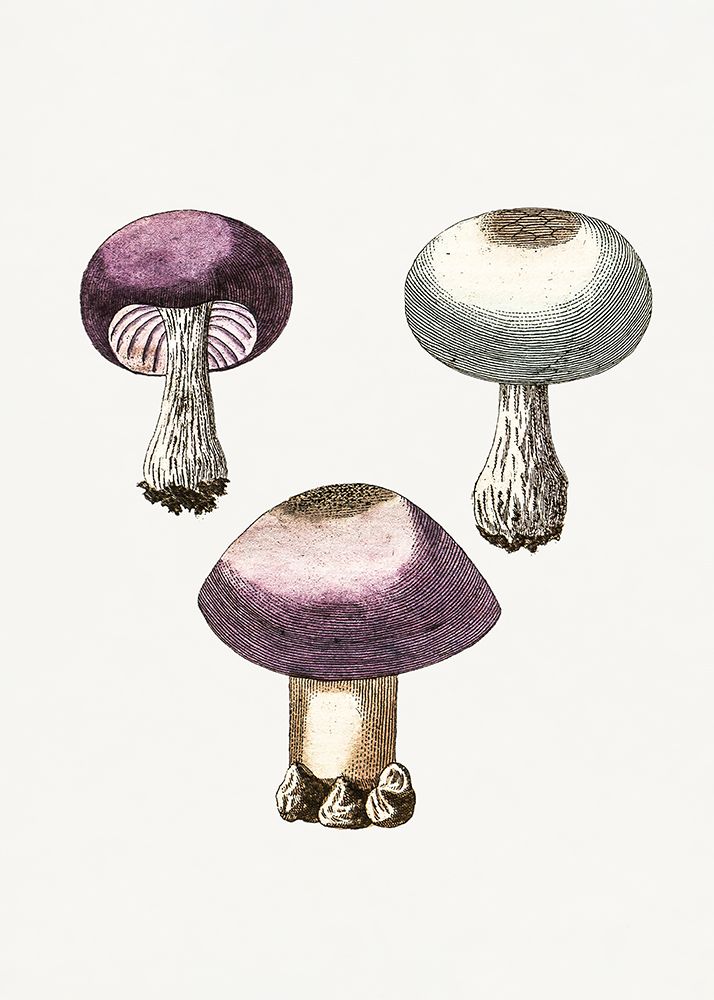 Hand Darwn Violet Webcap Mushroom art print by Pictufy for $57.95 CAD