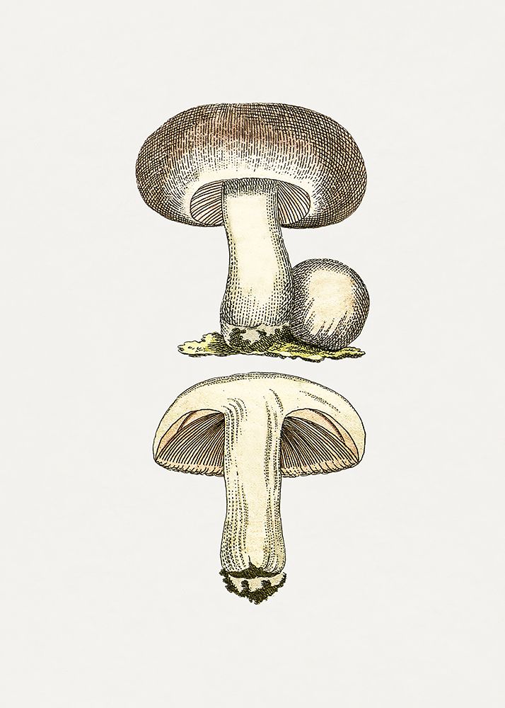 Hand Drawn Field Mushroom Gray art print by Pictufy for $57.95 CAD