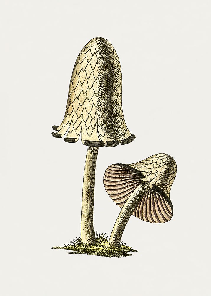 Vintage Inky Cap Edible Mushroom art print by Pictufy for $57.95 CAD
