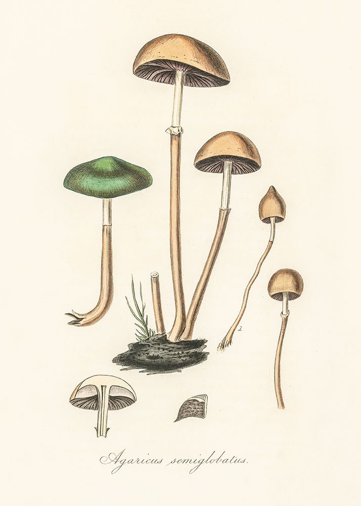 Agaricus Semiglobatus art print by Pictufy for $57.95 CAD