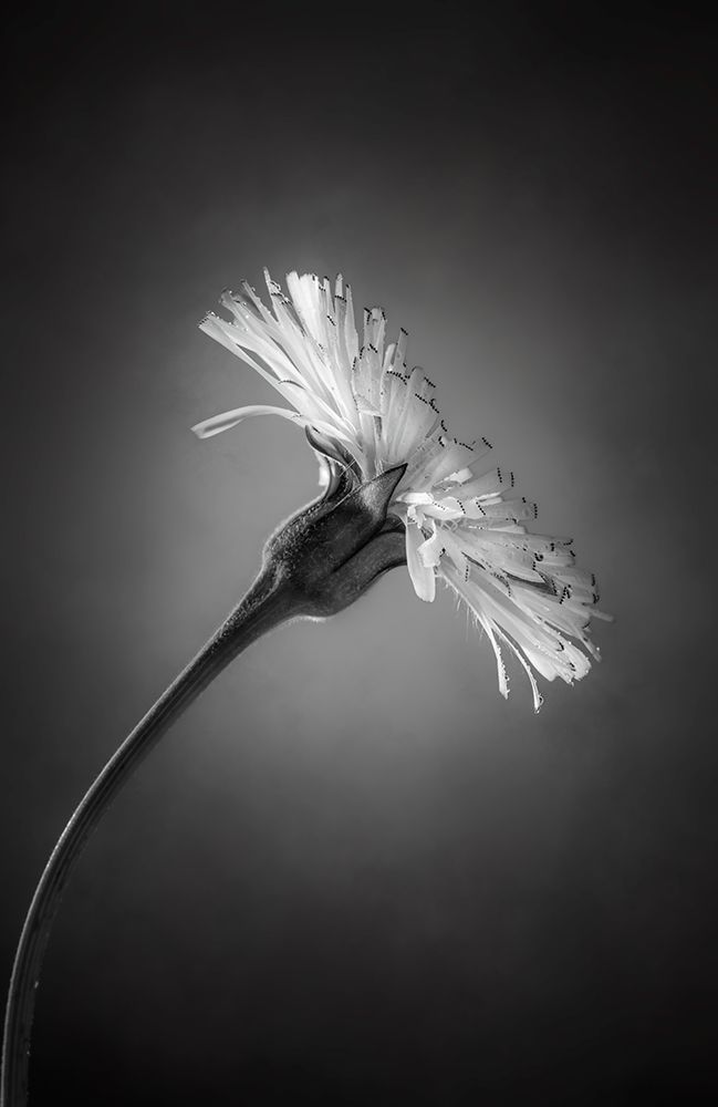 Flower art print by Rico Cavallo for $57.95 CAD