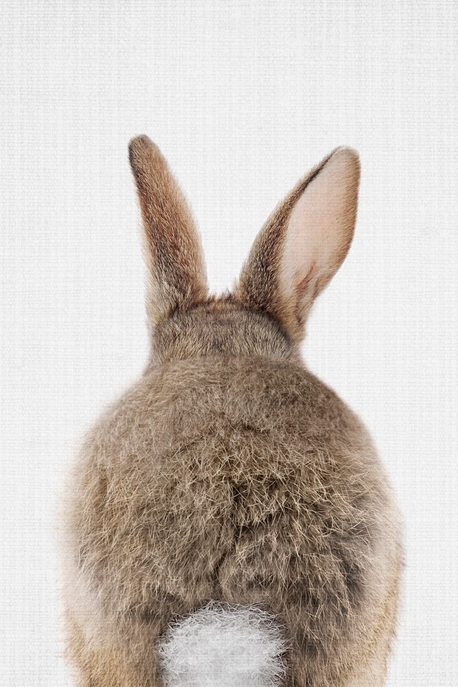 Peekaboo Bunny Tail art print by Lola Peacock for $57.95 CAD