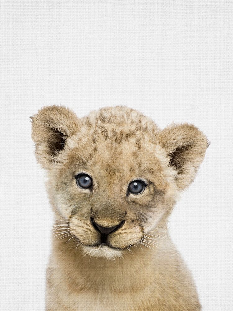 Peekaboo Baby Lion art print by Lola Peacock for $57.95 CAD