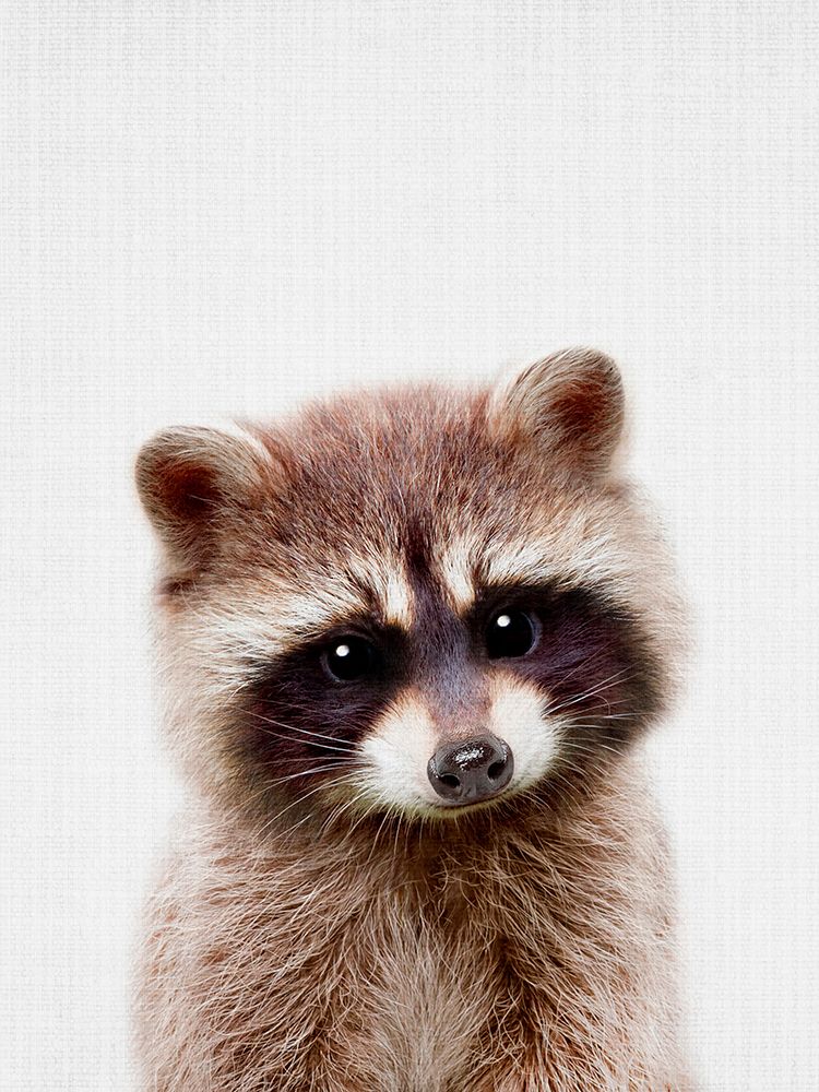 Peekaboo Raccoon art print by Lola Peacock for $57.95 CAD