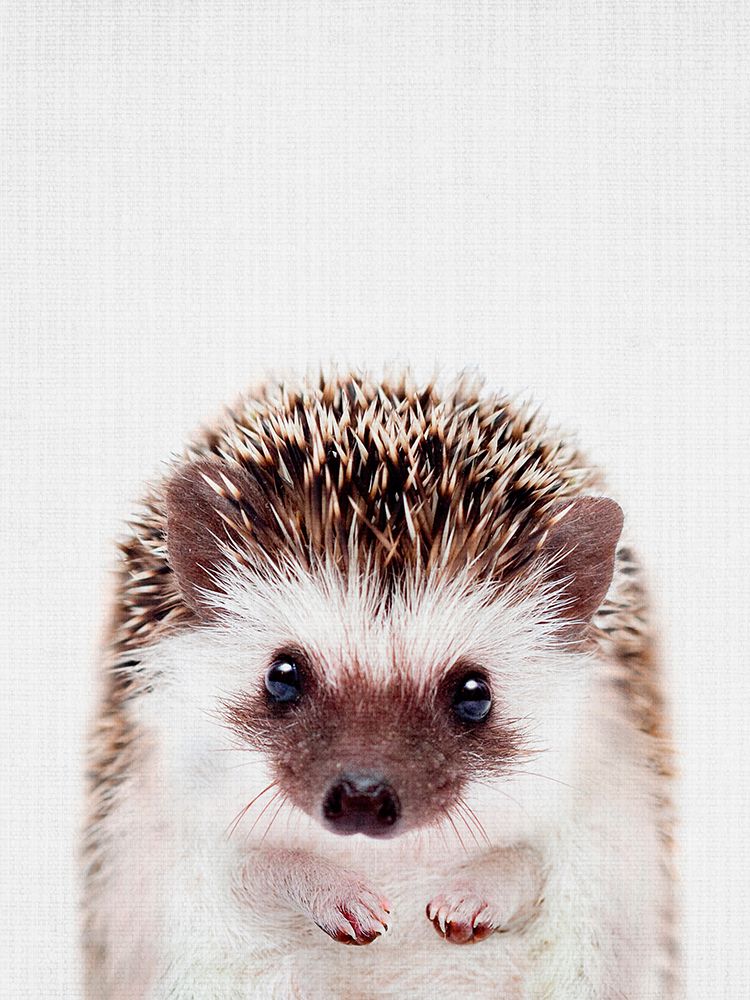 Peekaboo Hedgehog art print by Lola Peacock for $57.95 CAD