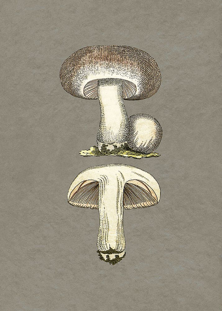 Field Mushroom art print by Pictufy for $57.95 CAD