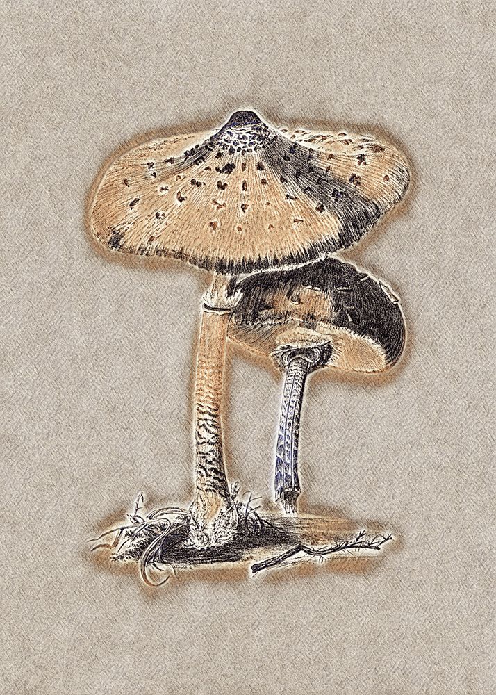 Hand Drawn Parasol Mushroom Brown art print by Pictufy for $57.95 CAD