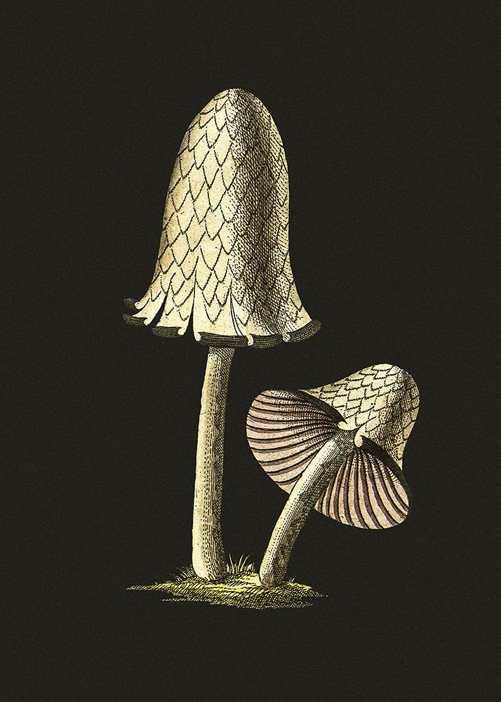 Vintage Inky Cap Edible Mushroom Black Background art print by Pictufy for $57.95 CAD