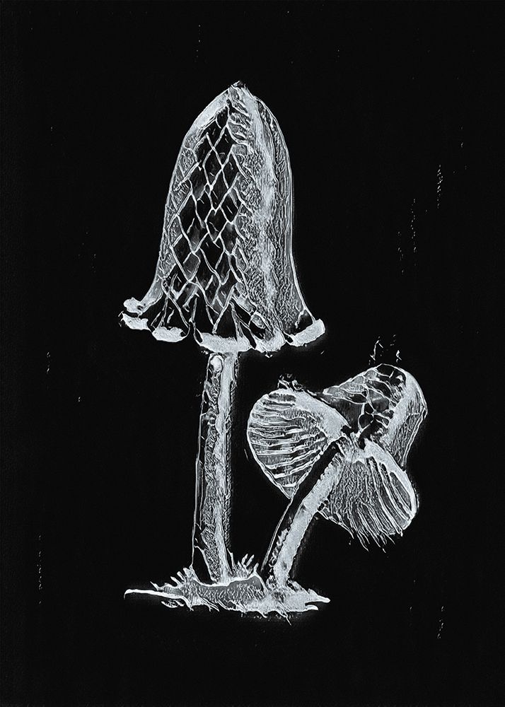 Vintage Inky Cap Edible Mushroom Dark BW art print by Pictufy for $57.95 CAD
