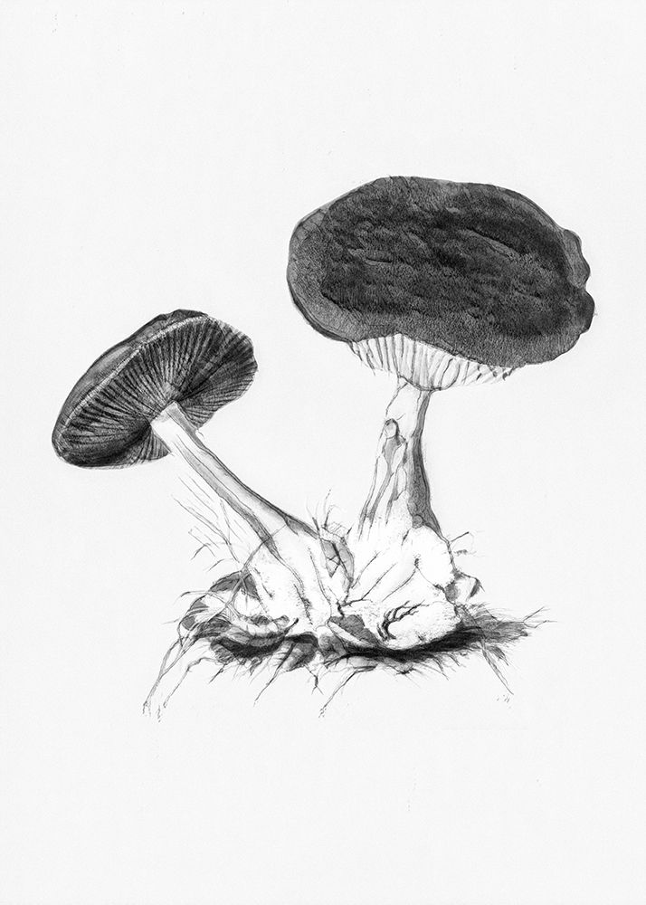 Vintage Violet Webcap Mushroom Bright BW art print by Pictufy for $57.95 CAD