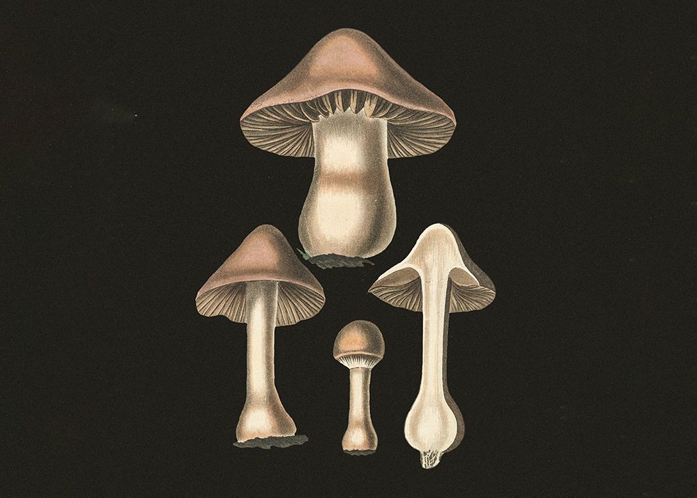Agaricus Bulbosus  Dark Background art print by Pictufy for $57.95 CAD