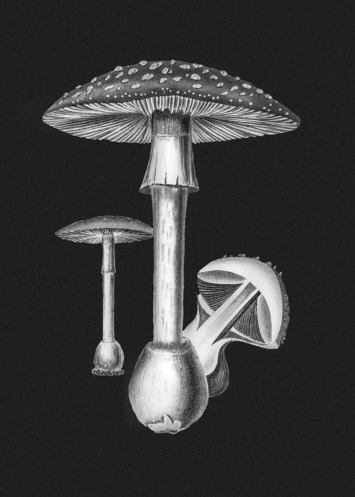Amanita Muscaria Dark Background BW art print by Pictufy for $57.95 CAD