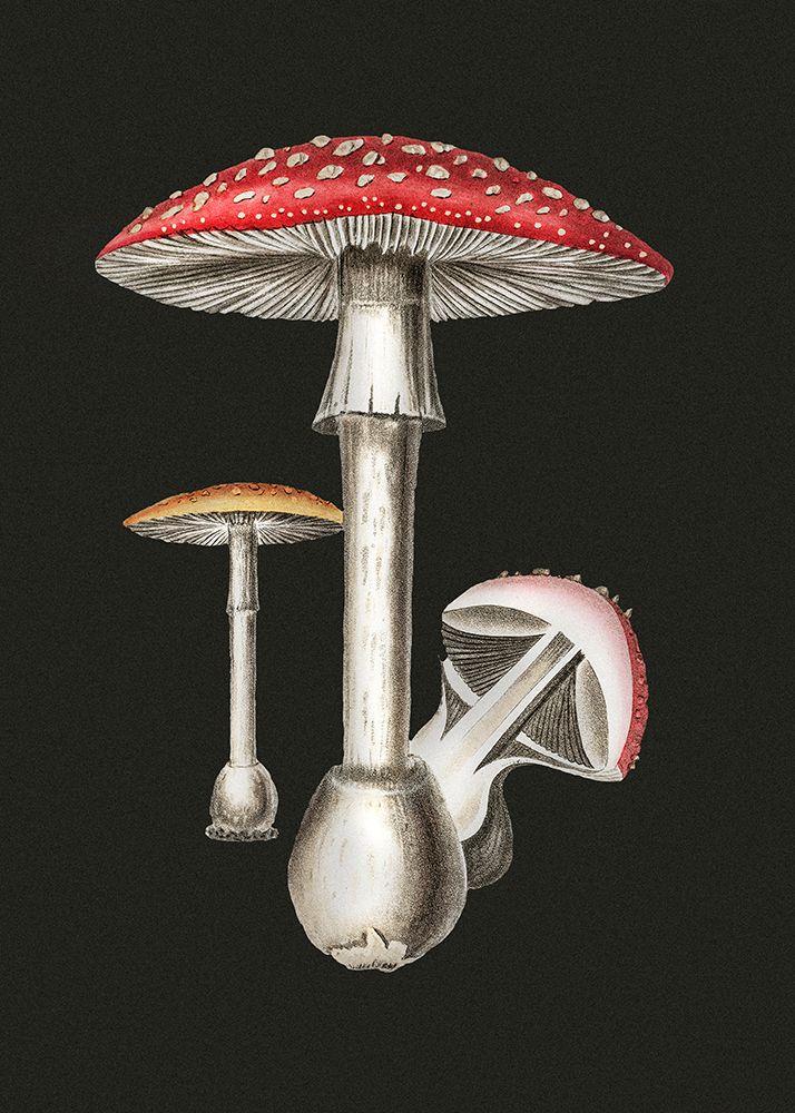 Amanita Muscaria Dark Background art print by Pictufy for $57.95 CAD