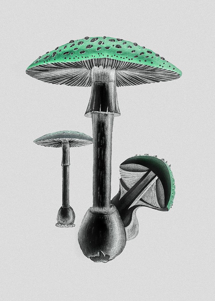 Amanita Muscaria White Background Green art print by Pictufy for $57.95 CAD