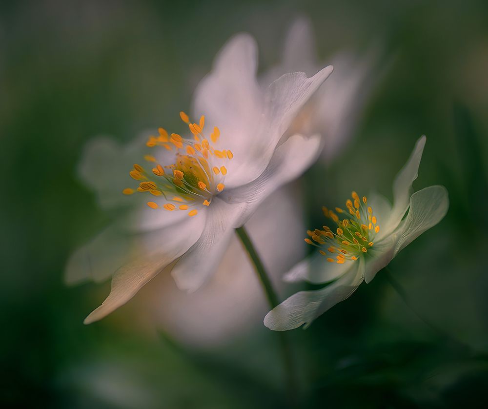 A Glimpse Of Spring. art print by Ylva Sjogren for $57.95 CAD