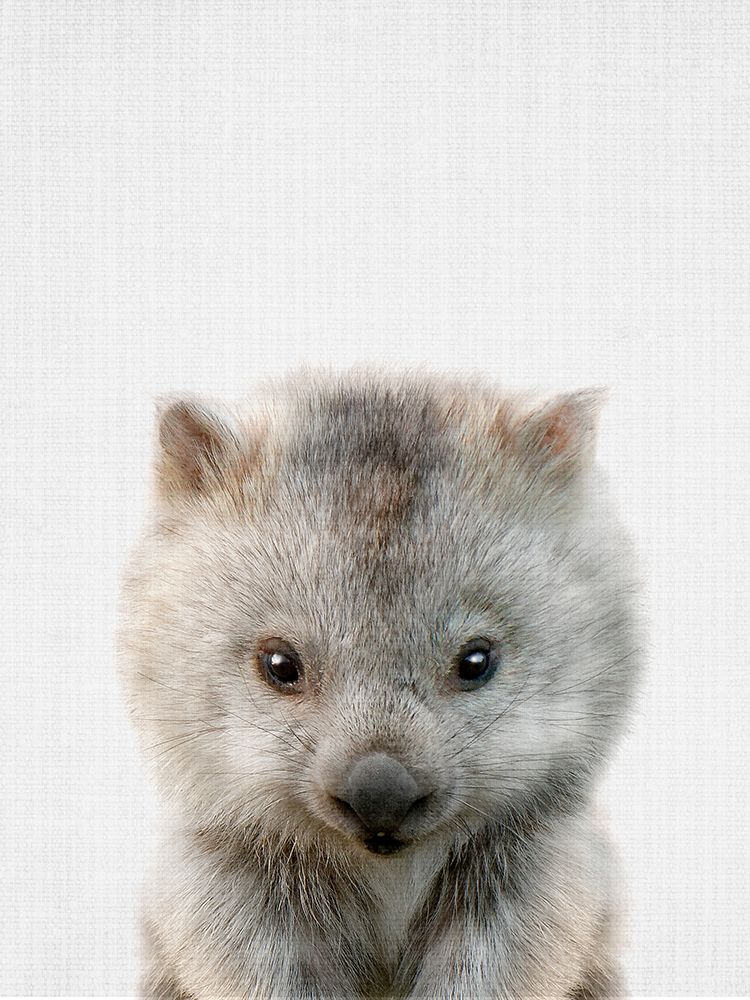 Peekaboo Baby Wombat art print by Lola Peacock for $57.95 CAD