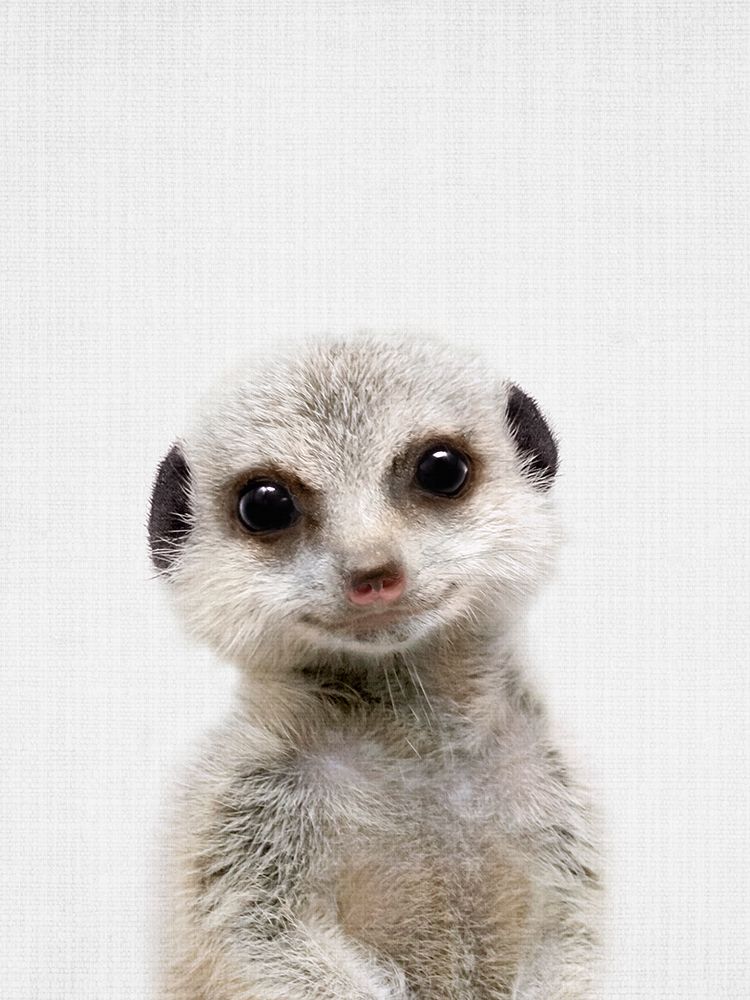 Peekaboo Baby Meerkat art print by Lola Peacock for $57.95 CAD