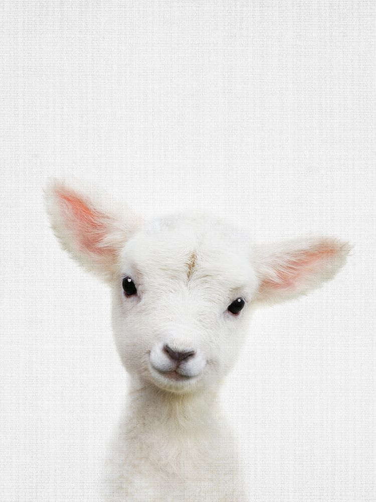 Peekaboo Baby Sheep art print by Lola Peacock for $57.95 CAD