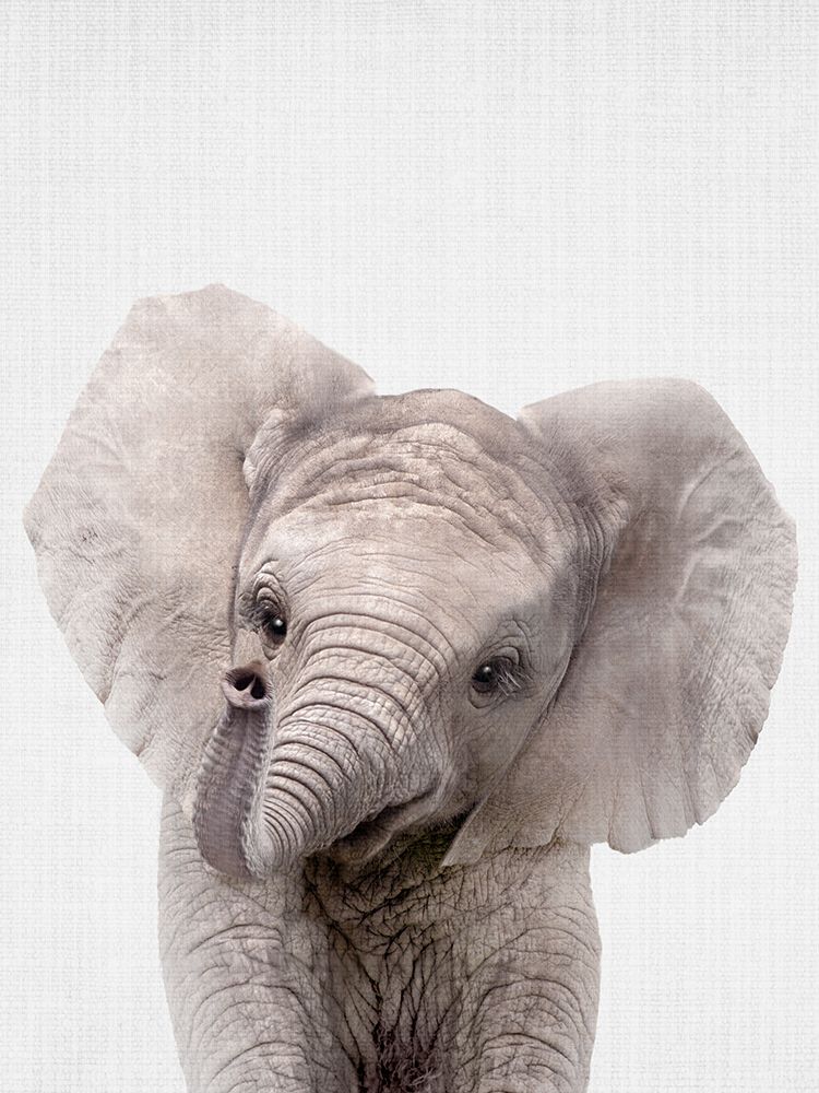 Peekaboo Baby Elephant art print by Lola Peacock for $57.95 CAD