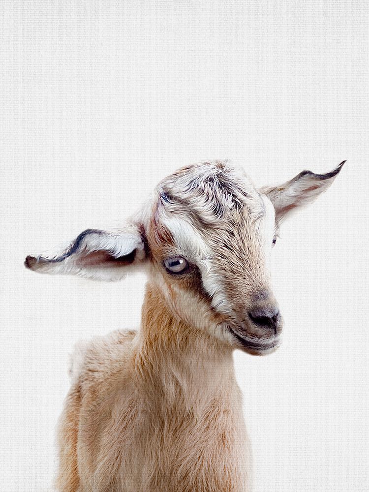 Peekaboo Baby Goat art print by Lola Peacock for $57.95 CAD