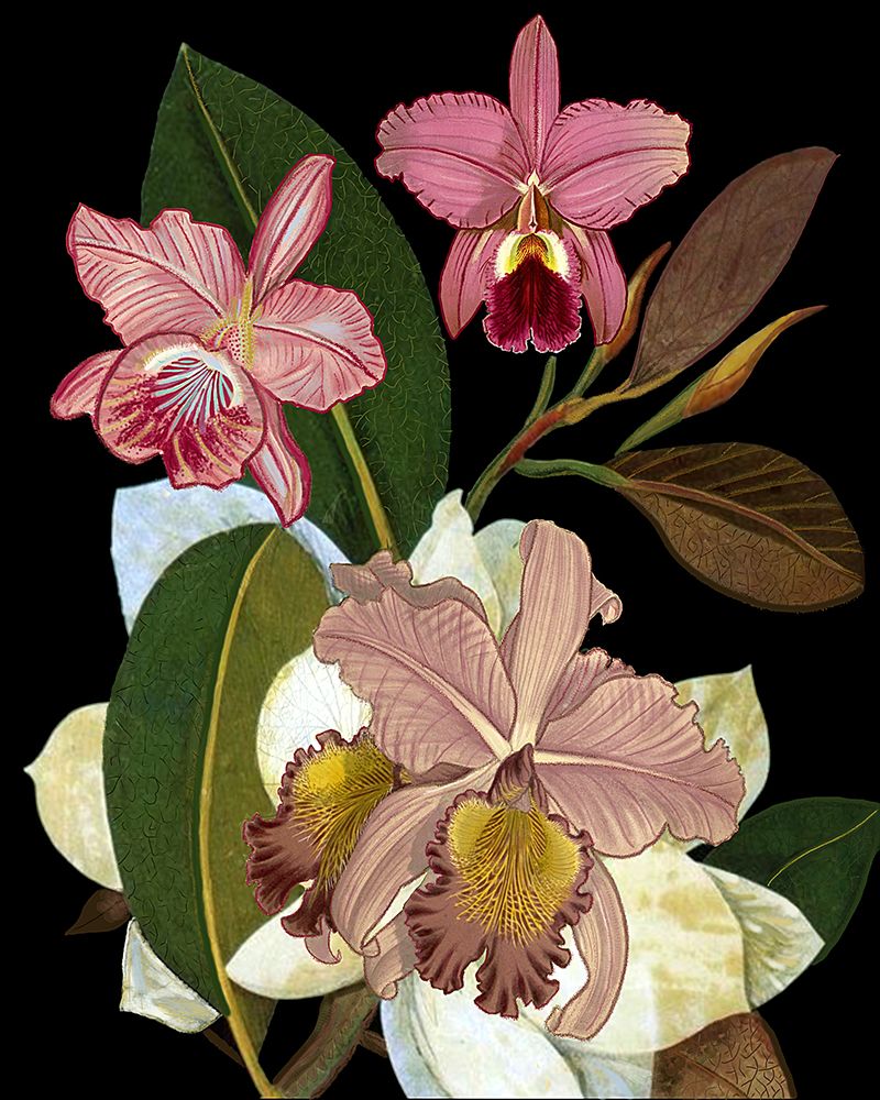 Orchids for Phyllis Botanical art print by Giovanna Nicolo for $57.95 CAD