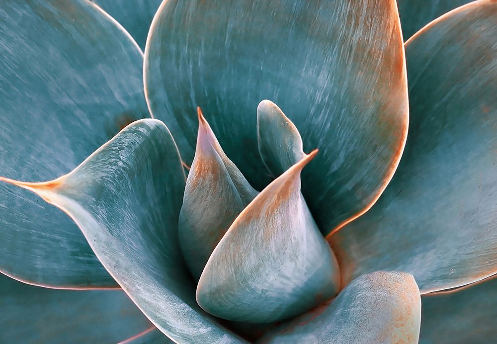 Agave Abstract In Spring art print by Robin Wechsler for $57.95 CAD