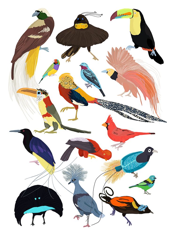 Birds of Paradise art print by Hanna Melin for $57.95 CAD