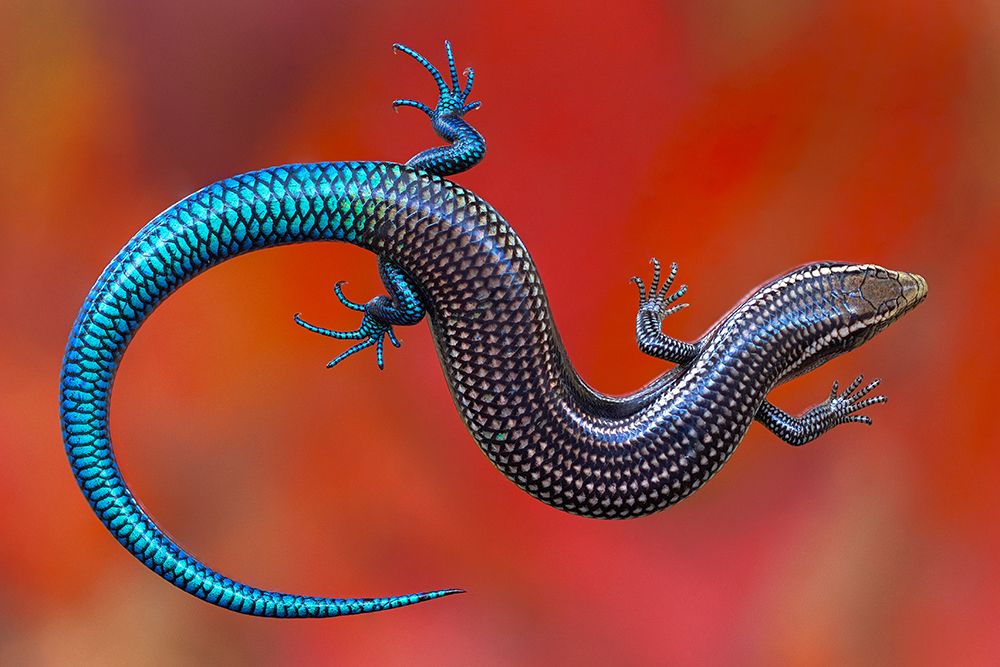 chalcides sexlineatus art print by Juanjo for $57.95 CAD