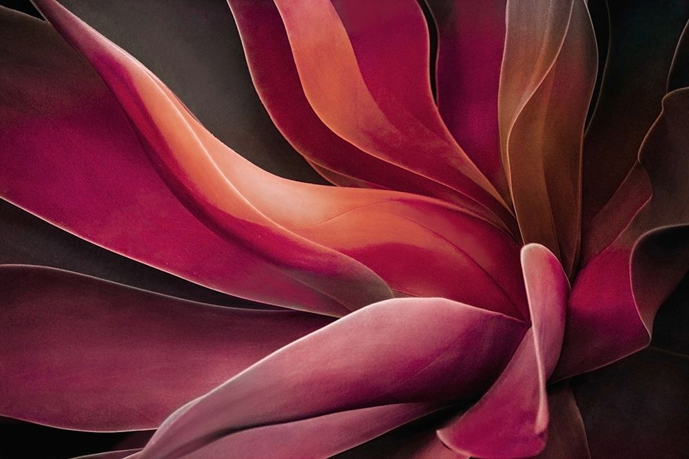 Leaves Like Velvet art print by Robin Wechsler for $57.95 CAD