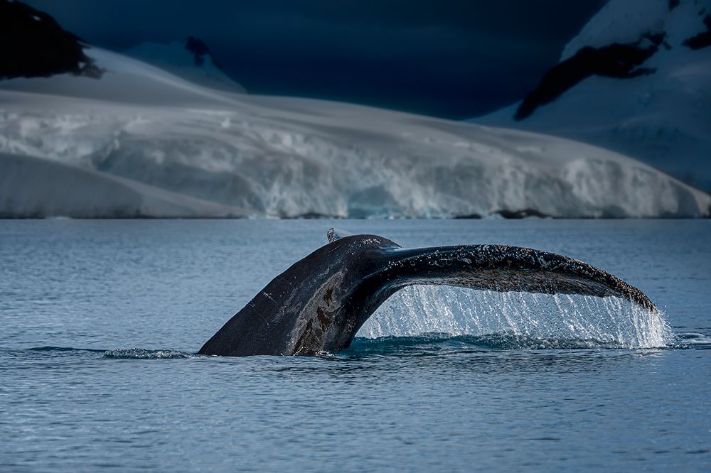 A Whale in Antarctica art print by John-Mei Zhong for $57.95 CAD