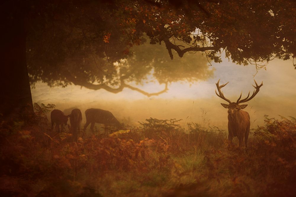 Painted Morning art print by Robert Fabrowski for $57.95 CAD