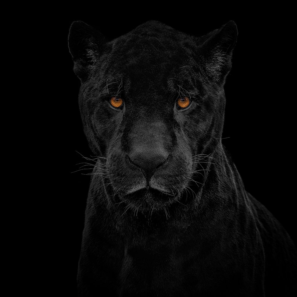 Black Panther art print by Mathilde Guillemot for $57.95 CAD