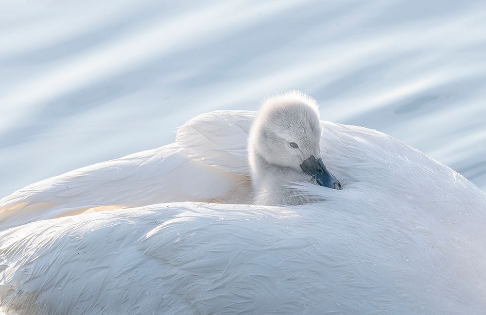 Baby Swan art print by Betty Liu for $57.95 CAD