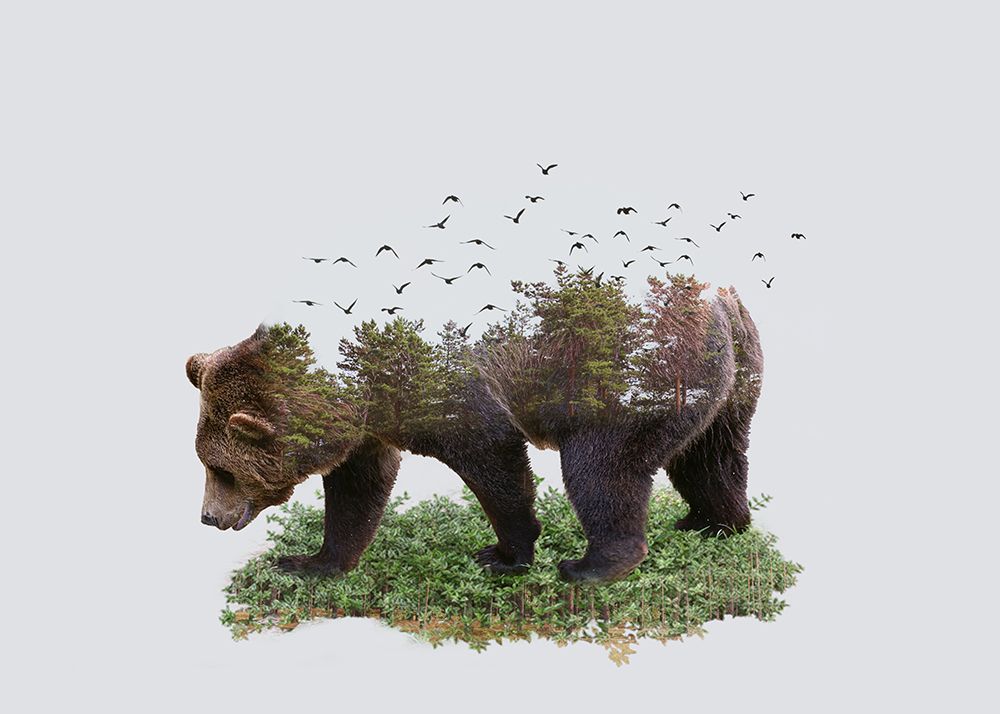 Bear art print by Salome Zhividze for $57.95 CAD