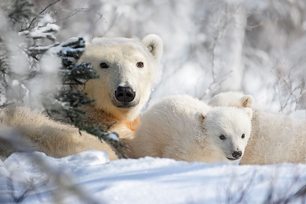 Mom and cubs art print by Siyu and Wei for $57.95 CAD