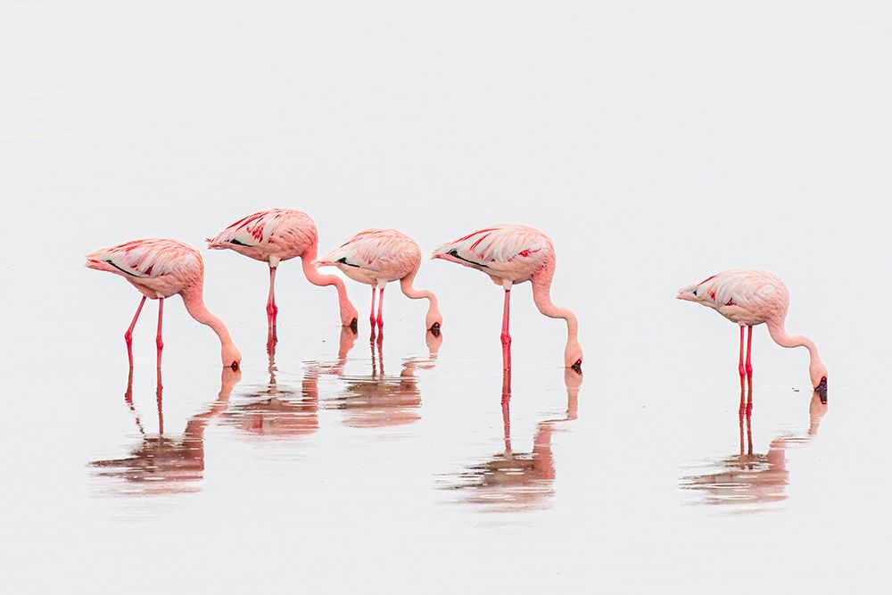 Flamingos In The Mist art print by Jeffrey C. Sink for $57.95 CAD