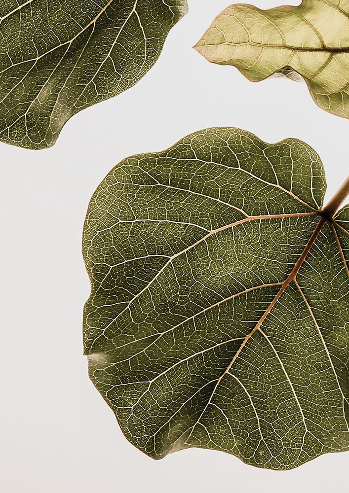 Abutifolia No2 art print by Shot by Clint for $57.95 CAD
