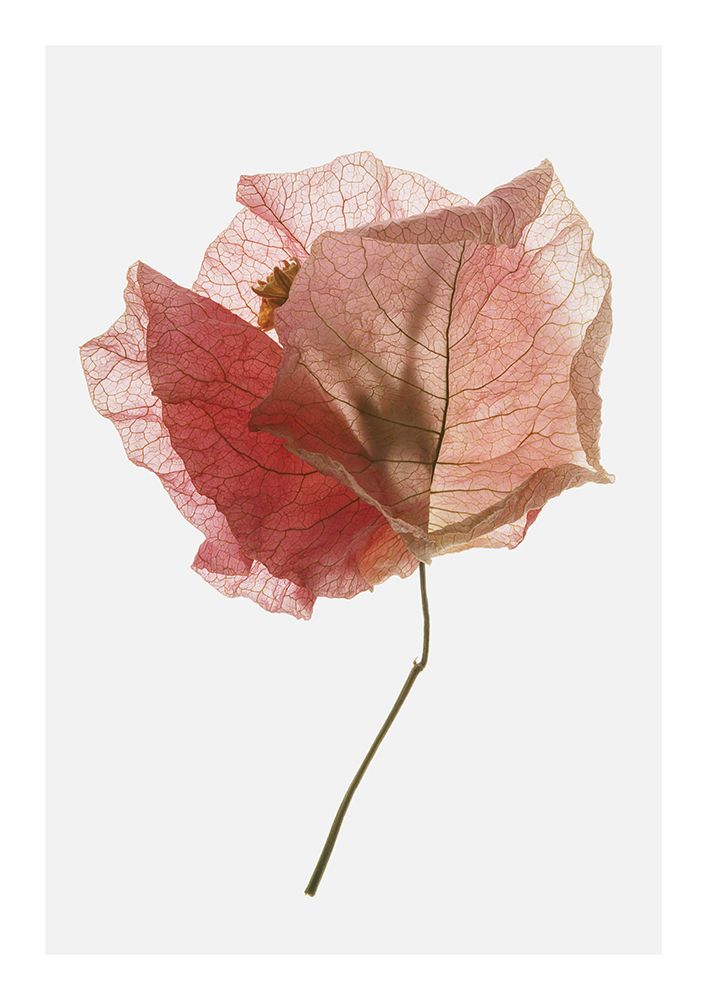 Bougainvillea Study No2 art print by Shot by Clint for $57.95 CAD