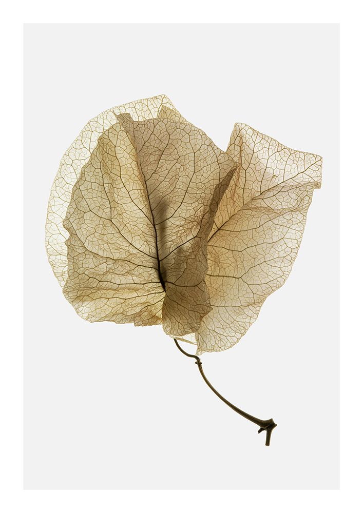 Bougainvillea Study No3 art print by Shot by Clint for $57.95 CAD