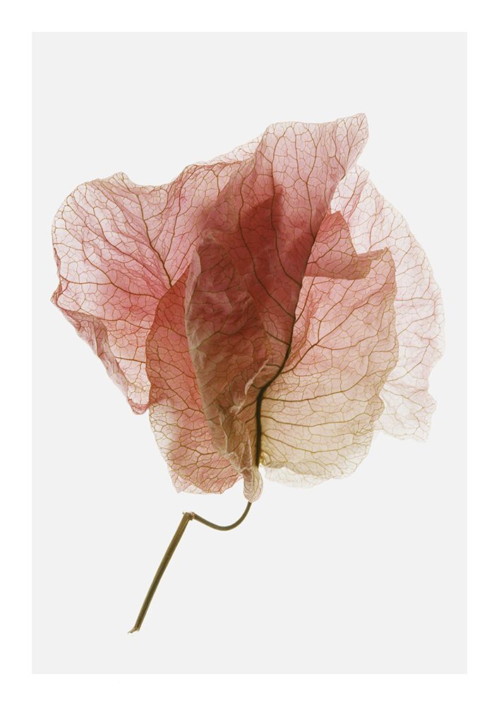 Bougainvillea Study No4 art print by Shot by Clint for $57.95 CAD