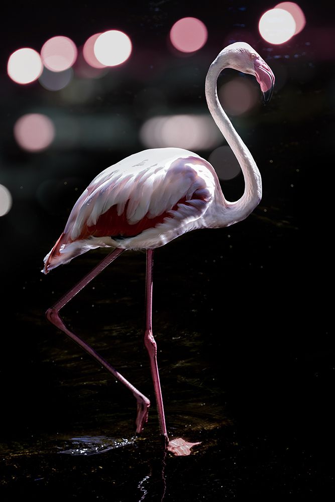 Dancing Flamingo art print by Shot by Clint for $57.95 CAD