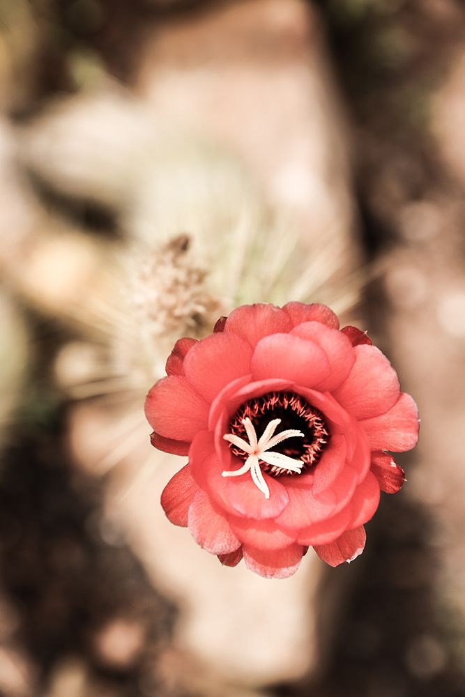 Desert Bloom art print by Shot by Clint for $57.95 CAD