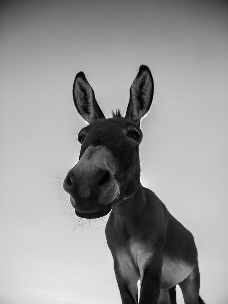Donks art print by Shot by Clint for $57.95 CAD