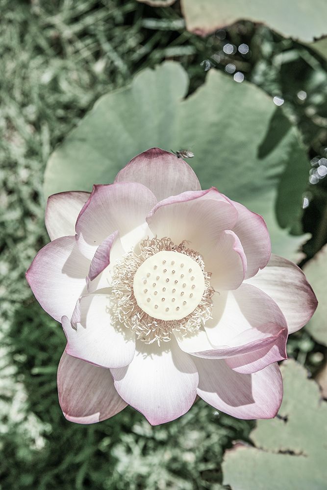 Lotus art print by Shot by Clint for $57.95 CAD