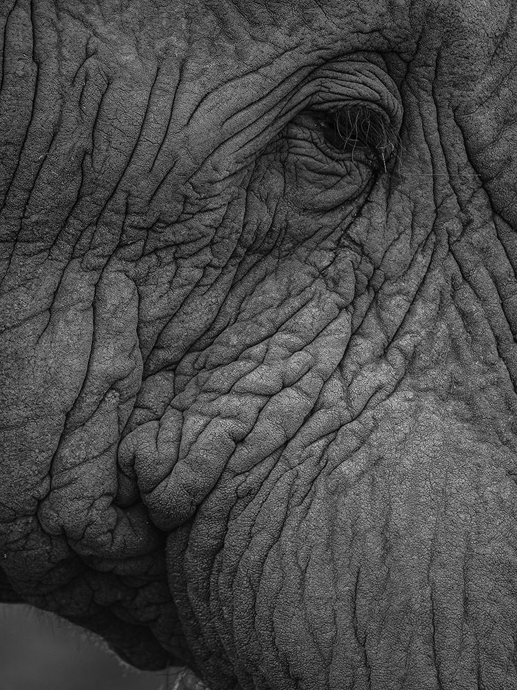 Olifant 01 art print by Shot by Clint for $57.95 CAD